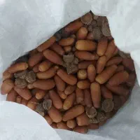 بلوط