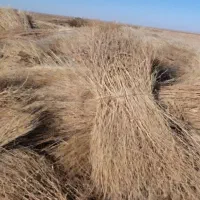 جارو محلی|لوازم نظافت|نیشابور, مازول|دیوار
