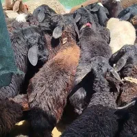 میش قزل افشار
