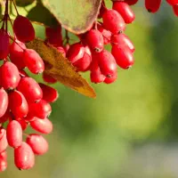 فروش نهال زرشک صادراتی