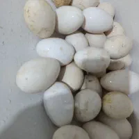 تخم غاز