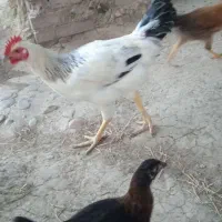 خروس محلی