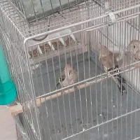 جوجه سهره  خل خال به شرط نر