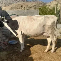 گاو شیری نزدیک زایمان