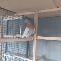 کفتردرجه یک دونسته