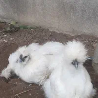 تخم نطفه دار