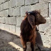 یک عدد بز با بزغاله