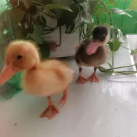 جوجه اردک
