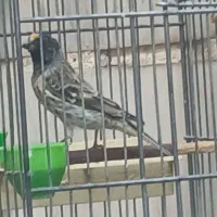 گلبسر جفتی قناری