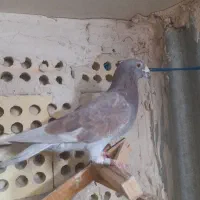 دوتا نر قلدور