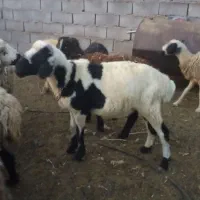 بره نر سالم یک ساله