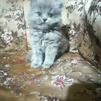 اسکاتیش