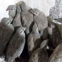 بلدرچین