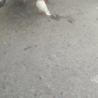 پرنده