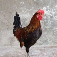 مرغ