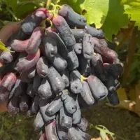 فروش نهال انگور موندراپ پربار و ریشه پر