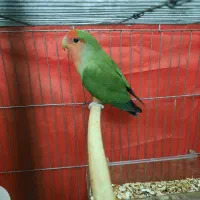 طوطی برزیلی ماده مست(تست تعیین جنسیت)