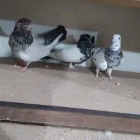 فروش کفتر