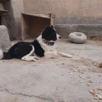 سگ گله