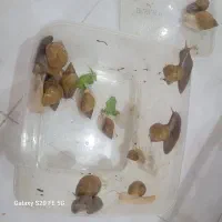 حلزون کلاژن ساز