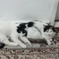 یک جفت گربه دو قلو نر و ماده