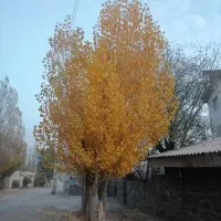 نظافت ویلا و منزل و باغ