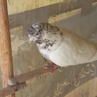 کبوتر تهران