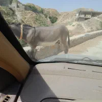 خر یکسال