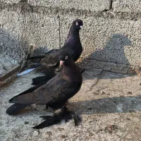 پرنده