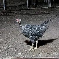 خروس ۵ماهه.
