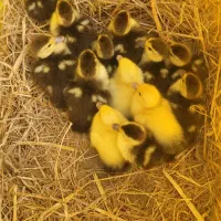 جوجه اردک اسرائیلی