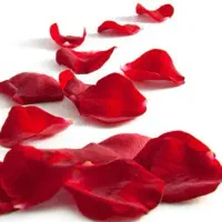 پَر گل(گل رز پز پر شده) مناسب ایام سوگواری و محرم