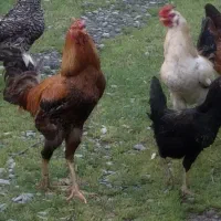 ۲ عدد خروس دورگ آس