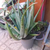 برگ الو ورا