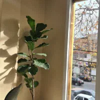 واگذاری کامل فست فود