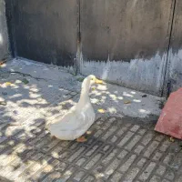 اردک