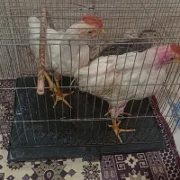 خروس و بلدرچین