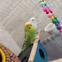 مرغ عشق معاوضه با با بچه عروس هلندی