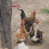 مرغ و خروس نژاد دار