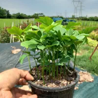 ژینکو پالم فونیکس