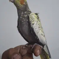 عروس هلندی مرواریدی