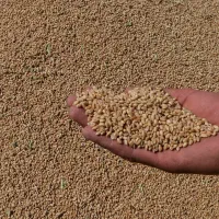 گندم آبی پیشگام بذری