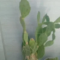 کاکتوس چند ساله