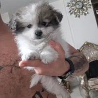 سگ پامر خرسی