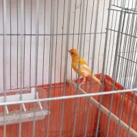 جوجه قناری پرتقالی
