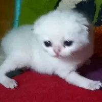 گربه اسکاتیش