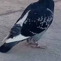 پلاکی نر گمشده