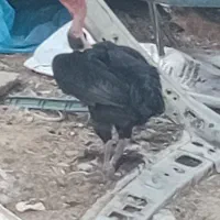 مرغ کت باتخم  ومرغ تخم گزارمحلی