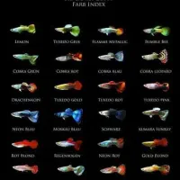 گوپی ، دمشمشیری گورامی کالر فایتر