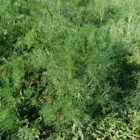 اجاره زمین کشاورزی..آبیاری بارانی